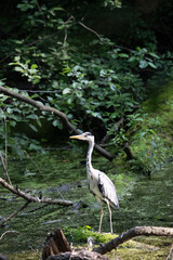 Fototapeta premium Colorful kingfisher perched on a branch by a serene river during bright daylight
