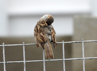 sparrow on a fence