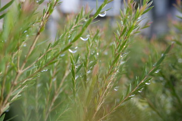 Close up of green pine needles with beautiful raindrops