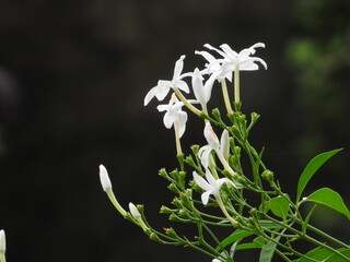snowdrops in the wind