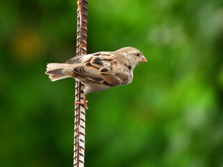 sparrow on a fence