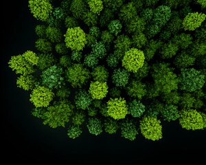 Aerial view of dense forest canopy