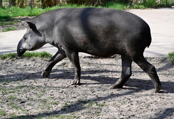 A tapir walks in the prairie