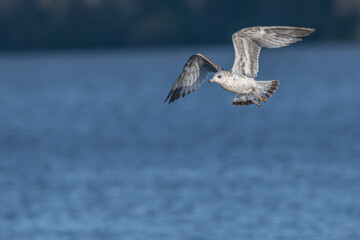 Ring-billed gull in flight over a lake.