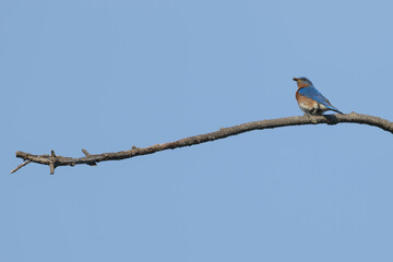 Eastern bluebird perched on a branch, an insect in its beak.