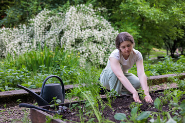 Young woman planting basil seedlings in raised garden beds, organic gardening for sustainable...