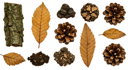 Obraz premium Autumnal natural elements arranged against a white backdrop. Dry leaves, pine cones, and bark pieces are meticulously displayed.