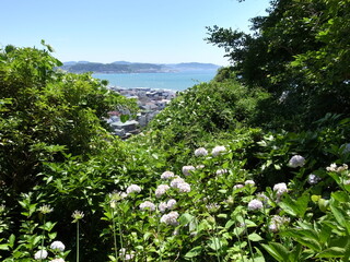 あじさい路から見た由比ガ浜