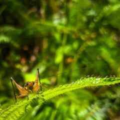 Forest Cricket Eye Contact