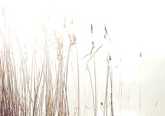 Soft light illuminates delicate reed grasses
