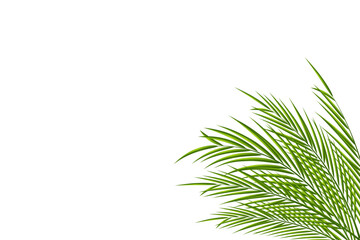 Coconut Leaf vector illustration on white background.