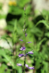 Bellflower Campanula rapunculoides, also called creeping bellflower and rampion bellflower, displays a tall spike with purple star-shaped flowers and buds, rising above green foliage in a sunny meadow