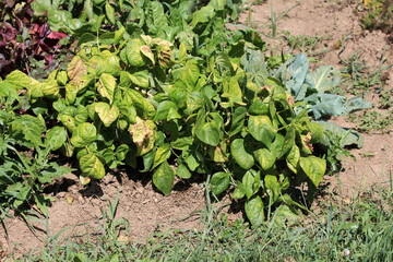 Bush bean Phaseolus vulgaris, also known as common bean and snap bean, forms a dense mound of green...
