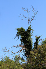 Dead tree trunk and limbs covered by dense ivy Hedera helix, also called english ivy and common...