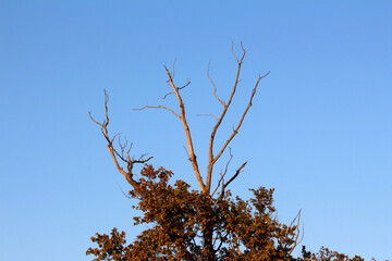 Tall tree with bare, leafless branches rises above a crown of brown and green leaves, silhouetted against a clear blue sky in late afternoon light