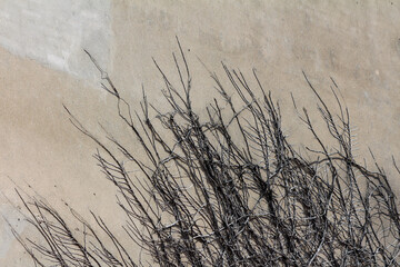 Leafless, dried vine stems cling to a textured beige wall, their twisting branches creating a stark...