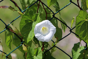 Hedge bindweed Calystegia sepium, also called wild morning glory, features a large white...