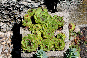 Houseleek Sempervivum tectorum, also called hens and chicks and Jupiter’s beard, forms tight...