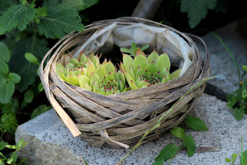 Houseleek Sempervivum tectorum, also called common houseleek and hens and chicks, forms dense green...