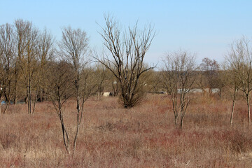 Bare deciduous trees stand scattered across a dry meadow with reddish undergrowth, showing signs of early spring dormancy under a clear blue sky in a rural landscape
