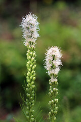 Liatris spicata, also called blazing star and gayfeather, features tall spikes of white feathery flowers and green buds, blooming upright in a garden with blurred green background