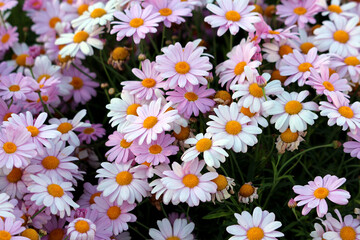 Marguerite daisy Argyranthemum frutescens, also called Paris daisy and marguerite, displays a dense...