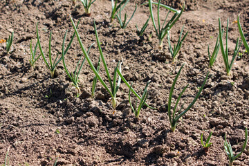 Onion Allium cepa, also called bulb onion and garden onion, shows rows of slender green seedlings emerging from loose cultivated soil in bright sunlight during early growth stage