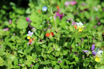 Closeup of Scarlet Pimpernel flowers, Kent England
