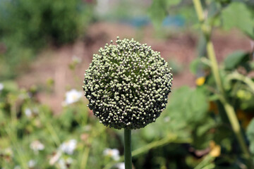 Onion Allium cepa, also called bulb onion and garden onion, shows a dense spherical cluster of...