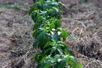 Pepper Capsicum annuum, also called sweet pepper and bell pepper, forms a row of leafy green plants...