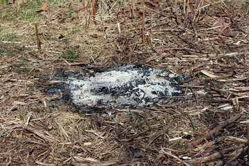 Patch of white ash and black charred remains sits on mulched soil, surrounded by dry plant stems...