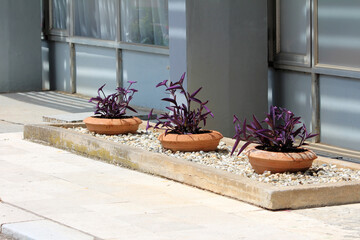 Purple heart Tradescantia pallida, also called purple queen and wandering jew, features deep purple...