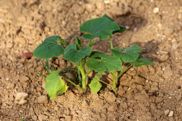 Pumpkin Cucurbita pepo, also called field pumpkin and squash, shows a young plant with round green leaves and yellowing lower leaf, growing in dry, cracked garden soil