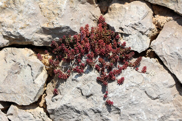 Red stonecrop Sedum album, also called white stonecrop and coral carpet, forms dense mats of red...