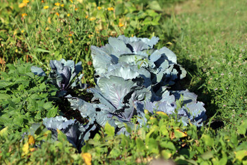 Red cabbage Brassica oleracea var. capitata f. rubra, also called purple cabbage, forms dense heads...