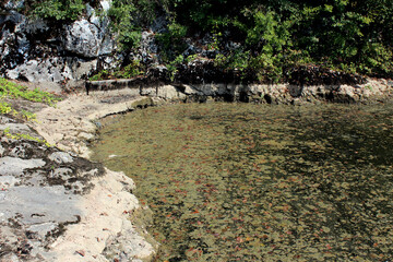 Natural rocky pond edge with clear shallow water filled with fallen leaves and algae, bordered by...