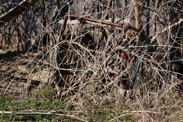 Old rusted metal frame entangled in dry, leafless vines stands among weathered wooden boards and...