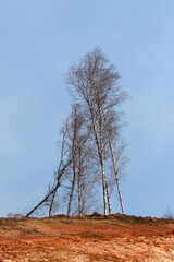 Silver birch Betula pendula, with slender white trunks and delicate branches, grows on an eroded...
