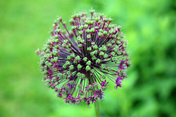 Macro image of a Giant Onion seed head, Kent England
