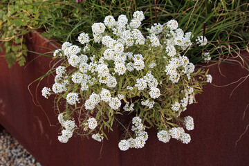 Sweet alyssum Lobularia maritima, also called alyssum and carpet flower, forms dense clusters of...