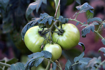 Tomato Solanum lycopersicum, also called garden tomato and love apple, features large unripe green...