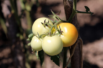 Tomato Solanum lycopersicum, also called garden tomato and love apple, shows a cluster of pale...