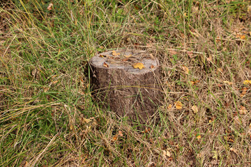 Weathered tree stump sits among dry grass and scattered yellow autumn leaves in a sunlit meadow,...
