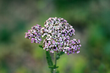 Yarrow Achillea millefolium, also called common yarrow and milfoil, displays a dense cluster of...
