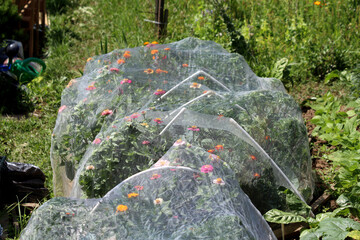 Zinnia Zinnia elegans, also called youth-and-age and common zinnia, shows colorful blooms protected...