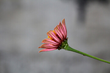 Zinnia Zinnia elegans, also called common zinnia, displays pink petals and yellow stamens in a side...