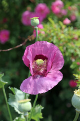 Macro image of a pink Opium Poppy in dappled sunlight, Kent England

