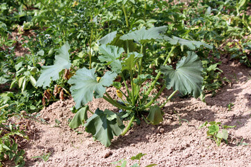 Zucchini Cucurbita pepo, also called courgette and summer squash, shows a young plant with broad...