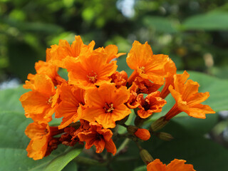 Cordia is known locally as salimuli, kendal, klimasada, or purnamasada, a genus of flowering plants in the Boraginaceae family, with bright orange flowers.
