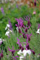 Macro image of French Lavender blooms, Kent England
